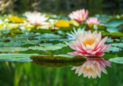 Create a Healthy Pond Environment.