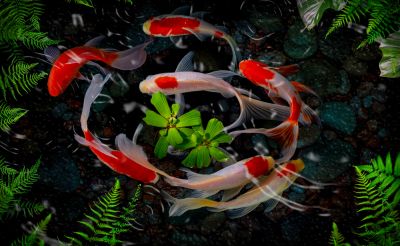 Revive Pond Ecosystems.