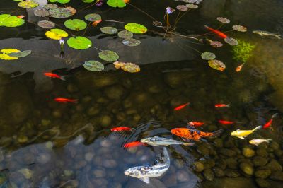 Pond Cleaning in Honolulu, HI